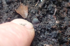 Holacanthella paucispinosa