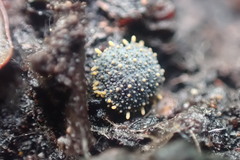 Holacanthella paucispinosa