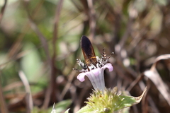 Dielis trifasciata
