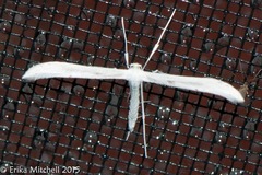 Hellinsia homodactylus