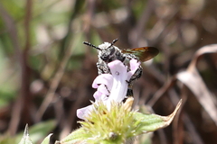 Dielis trifasciata
