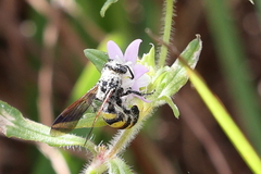 Dielis trifasciata