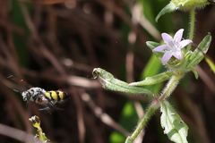 Dielis trifasciata