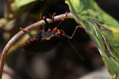 Spartocera