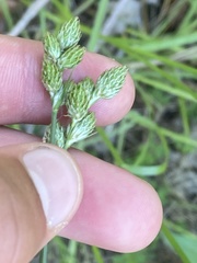 Carex longii