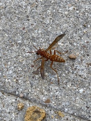 Polistes apachus texanus