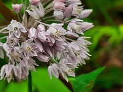 Allium rotundum