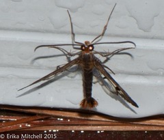 Synanthedon acerni