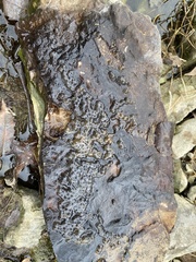 Ambystoma barbouri