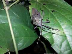Molchina compressicornis