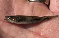 Fundulus lineolatus