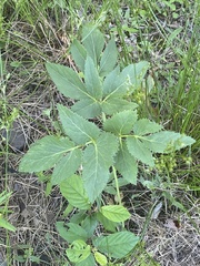 Zizia aurea