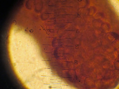 Mycena subcucullata