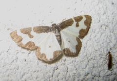 Lomaspilis marginata