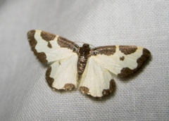 Lomaspilis marginata