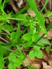 Cruciata