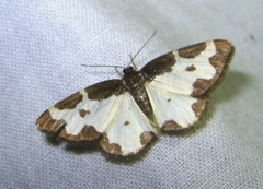 Lomaspilis marginata