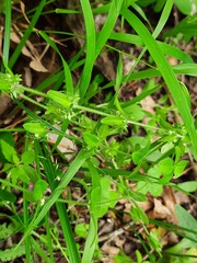 Cruciata