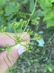 Zizia aurea