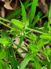 Cruciata