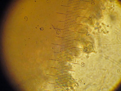 Mycena subcucullata