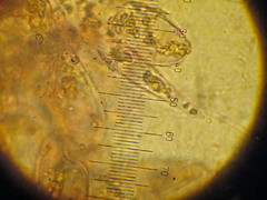 Mycena subcucullata