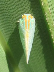 Ormenaria rufifascia