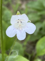 Penstemon pallidus