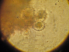 Mycena subcucullata