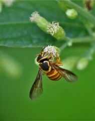 Hypanthidioides panamensis