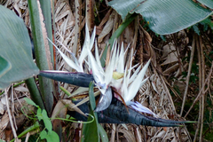 Strelitzia nicolai