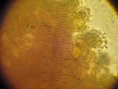 Mycena subcucullata