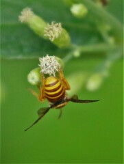 Hypanthidioides panamensis