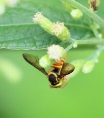 Hypanthidioides panamensis