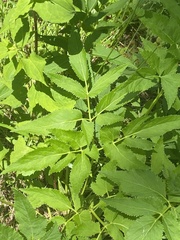 Zizia aurea