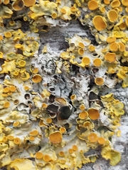 Xanthoriicola physciae