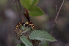 Polistes major major
