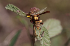 Polistes major major