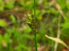 Carex michelii