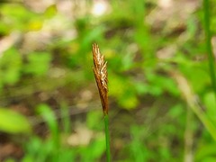 Carex michelii