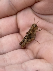 Encoptolophus costalis