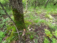 Carex michelii