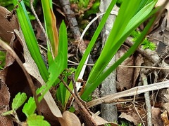 Carex michelii