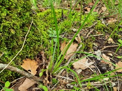 Carex michelii