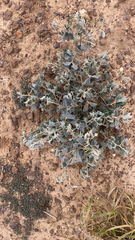 Tidestromia suffruticosa