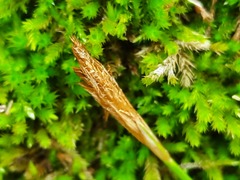 Carex michelii