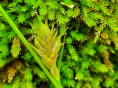 Carex michelii