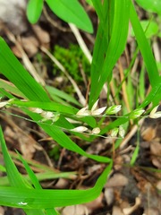 Melica uniflora