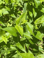 Pycnanthemum muticum