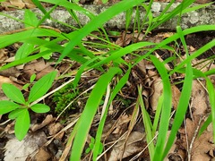 Melica uniflora